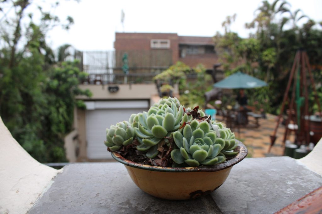 Acorn B&B Overlooking Parking and Accommodation Entrance - Guesthouse Accommodation - Durban, South Africa